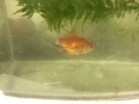 金魚 魚 の行動 習性について 先日の某お祭り場で金魚すく Yahoo 知恵袋