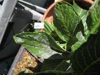 挿し木したアジサイの葉にカビのようなものが付着しています 長雨のせいでカ Yahoo 知恵袋