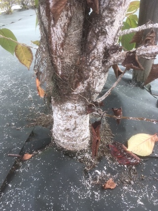 コンプリート 桜 病気 白い斑点 桜 病気 白い斑点