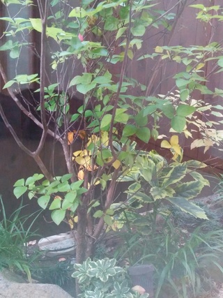 ツツジの葉が黄色くなっています原因はなんでしょうか どんな植物も同 Yahoo 知恵袋