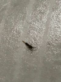 大東建託のアパートに住んでいます サンルームに虫が数匹い Yahoo 知恵袋