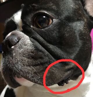 フレンチブルドッグを飼っているのですが 口の黒いビラビラ 的なものってど Yahoo 知恵袋