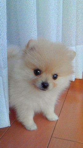 一番かわいい犬は何ですか 自分の家の愛犬 ロングコートチ Yahoo 知恵袋