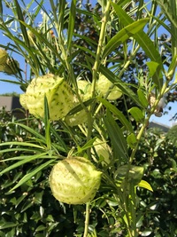 某市の駅前の花壇に植えてある見た目の変わった植物の名前が分からないのでお Yahoo 知恵袋