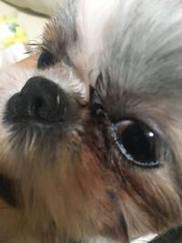 飼い犬の白目部分について飼い犬のトイプードル もうすぐ7歳 が ふと横目を向 Yahoo 知恵袋