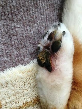 犬の肉球について 悪性腫瘍 リンパ腫の13歳の犬を飼っています 治療中で Yahoo 知恵袋