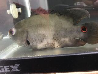 数週間前から熱帯魚のオスカーが食欲不振で 底にお腹をつけたまま Yahoo 知恵袋
