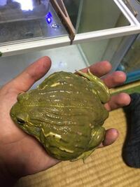 アフリカウシガエルがここ3週間全く餌を食べようとしません 体長15c Yahoo 知恵袋