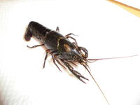 このザリガニ北海道の川で獲ったんですが 日本ザリガニ アメリカザリガニ Yahoo 知恵袋
