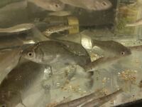 このフナみたいな魚はなんですか 川魚 フナです やや体高が Yahoo 知恵袋