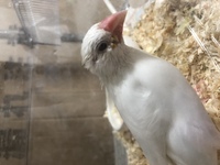 文鳥の噛み癖を直す方法を教えてください 文鳥初心者です 今年の5月末に白文鳥 Yahoo 知恵袋