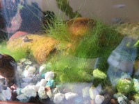 ﾒﾀﾞｶ水槽の水が緑色に濁る ﾒﾀﾞｶを飼い始めて3ヶ月くらいにな Yahoo 知恵袋