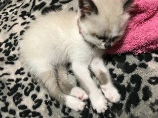 拾ってきた子猫です どんな雑種でしょうか ラグドールやシャム猫かなぁと思 Yahoo 知恵袋