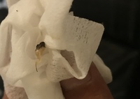 猫の肛門に黒い粒 がついています ウンコかと思って引っ張ったら根元は Yahoo 知恵袋