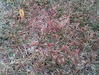 高麗芝の病気 庭の高麗芝が赤茶色になってしまいました 以前はも Yahoo 知恵袋