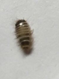 自分の布団にこんな見たことない虫がいたんですがこれなんていう虫ですか Yahoo 知恵袋