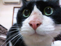 猫の鼻に黒いものがこびりついています これがカビでしょうか 先日くしゃみや咳 Yahoo 知恵袋