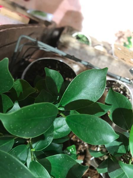 このガジュマルの白い斑点は虫なのでしょうか ハダニ 詳 Yahoo 知恵袋