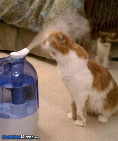 500枚です。アロマ対応加湿器使ってる方、スポンジが古くなって縮ん 