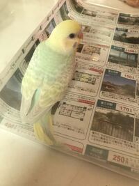 セキセイインコの種類について 昨日一目惚れしてお迎えした子 Yahoo 知恵袋