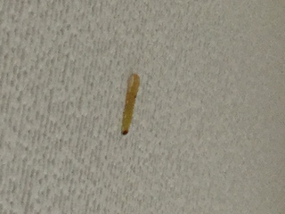 最近 家の壁 天井に白い幼虫のような虫が 大量に発生します あまり見たこ Yahoo 知恵袋