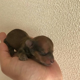 ダックスフンドの赤ちゃんです 成犬になったらレッドかチョコレートタンどち Yahoo 知恵袋