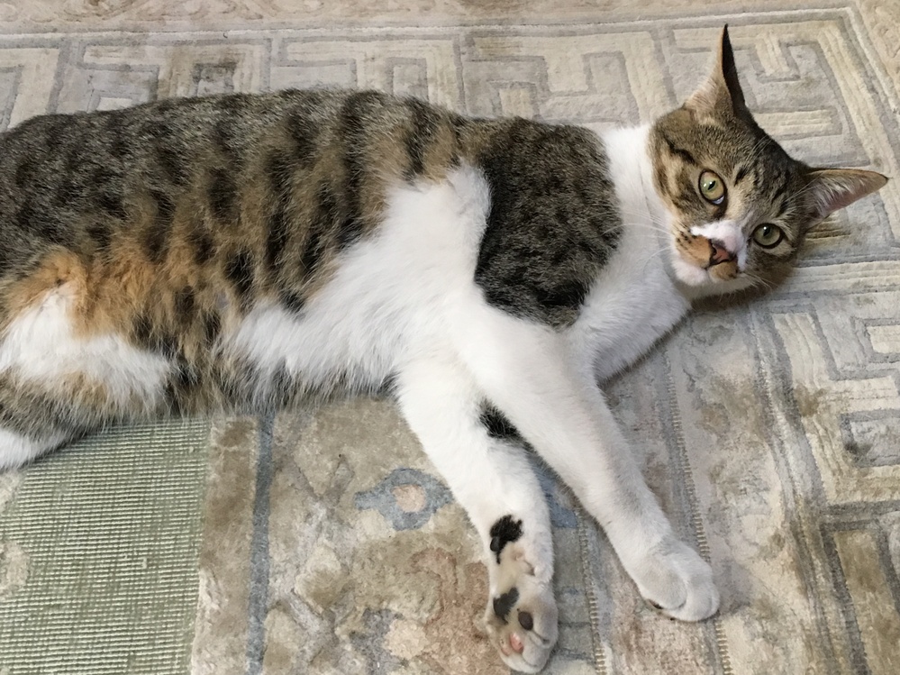 この猫は三毛猫ですか？白、黒、茶色の毛が混じってるように見えます 