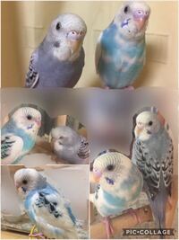 鳥の羽を切ると飛べなくなるらしいですが 羽のどこらへんを切るんですか その際痛 Yahoo 知恵袋