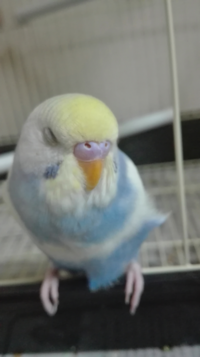 セキセイインコのおしゃべり生後約２ヵ月のセキセイを飼っています Yahoo 知恵袋