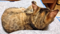 飼い猫が食後に私の顔を見ると逃げるのですが どうしてでしょうか カリカリを食 Yahoo 知恵袋