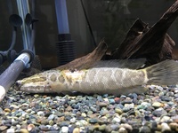 雷魚を飼育して4ヶ月くらいです 1センチ水槽手に入るまで大きくしては Yahoo 知恵袋