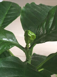 鉢植えのコーヒーの木の 葉っぱがご覧のように萎びたというか 元気がない状 Yahoo 知恵袋