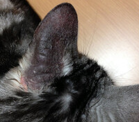 猫の真菌によるハゲの拡大が止まらないのですが どうすればよいで Yahoo 知恵袋