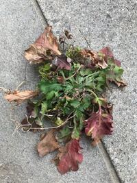 食べれる野草について質問です ハルジオンは茎も食べられますか Yahoo 知恵袋