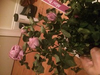 薔薇の葉がしおれる まだ薔薇を勉強し始めて間もない新米です 鉢植えの薔 Yahoo 知恵袋