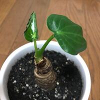 クワズイモの葉っぱのふちが黄色くなってきてしまいました 先日植え替えを Yahoo 知恵袋