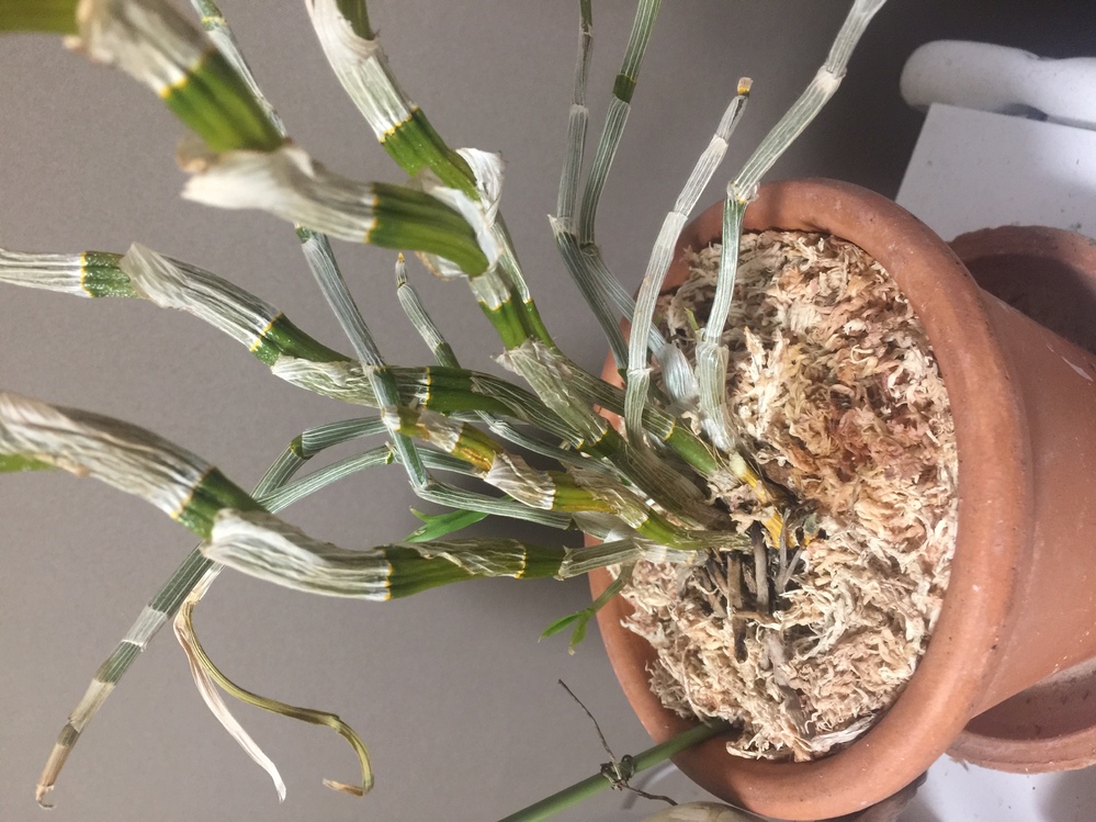 デンドロビウムについておたずねします。以前に根腐れをおこしたことを