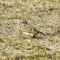 淀川の河川敷で野生 のキジ 鳥 が大量にいました 誰も信じてくれないのですが Yahoo 知恵袋