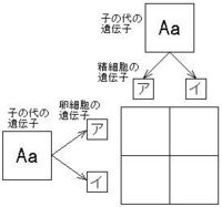 中学３年の問題で質問です エンドウの種子には しわのない丸い種子としわのある Yahoo 知恵袋