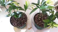 ナギの木の苗の植え替えをしました 先日 こちらで 何度も植え替 Yahoo 知恵袋