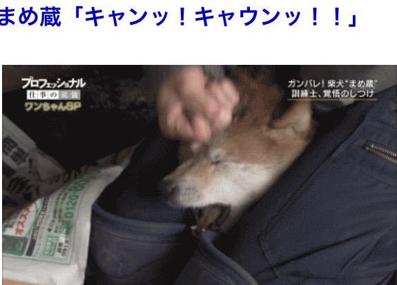 Nhk犬の訓練士がしつけで柴犬を殴り賛否両論 これについてどう思いますか Yahoo 知恵袋