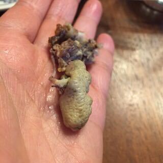 ケンタッキーを食べていたら出てきました どこの内蔵 で Yahoo 知恵袋