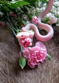 このピンク色の蛇の種類を知りたいのですが 誰か蛇に詳しい方はいますか す Yahoo 知恵袋
