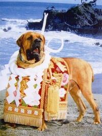 野生のハイエナと警察犬のドーベルマンやジャーマンシェパードではどちらが強 Yahoo 知恵袋