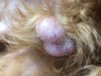 我が家の犬の睾丸が赤く腫れています うちのフレンチブルドッ Yahoo 知恵袋