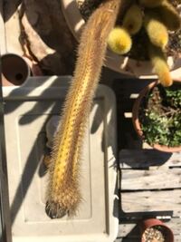 10年ほど前に伊豆シャボテン公園でサボテン狩りをして大事に育てているサボ Yahoo 知恵袋