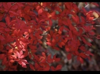 この赤い葉っぱの木 ってなんていう名前か知りたいのですが 誰か教えてくだ Yahoo 知恵袋