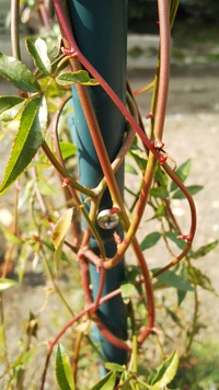 モッコウバラを育てています 植えてから9ヵ月経ちますが これは花芽でしょ Yahoo 知恵袋