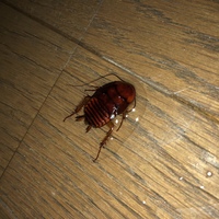帰宅したら部屋にゴキブリみたいな虫がいました この虫はなんですか 大きさ Yahoo 知恵袋
