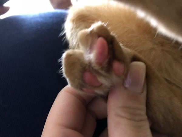 猫が後ろ足の指を骨折しました。 - 2,3日は病院に行けそうにないのです 